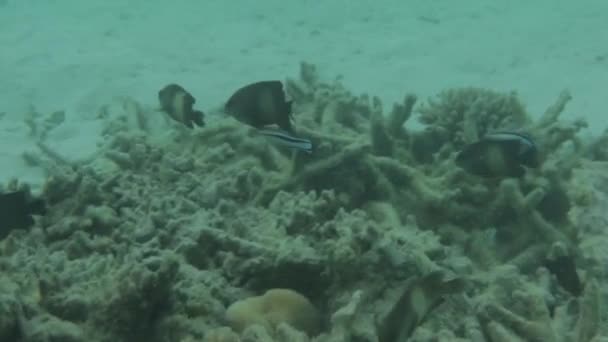 水中世界の豪華な眺め 死んだサンゴ礁 海の草 白い砂とターコイズ ブルーの水です インド洋 Maldives Underwater 世界のリアルタイムの私 — ストック動画