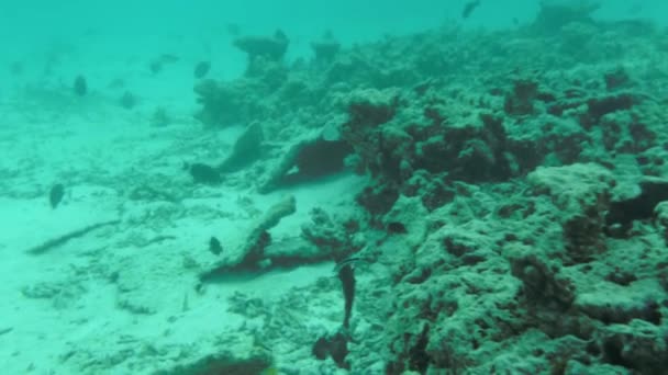 Lindo Mundo Subaquático Oceano Índico Maldivas Recifes Coral Mortos Pequenos — Vídeo de Stock
