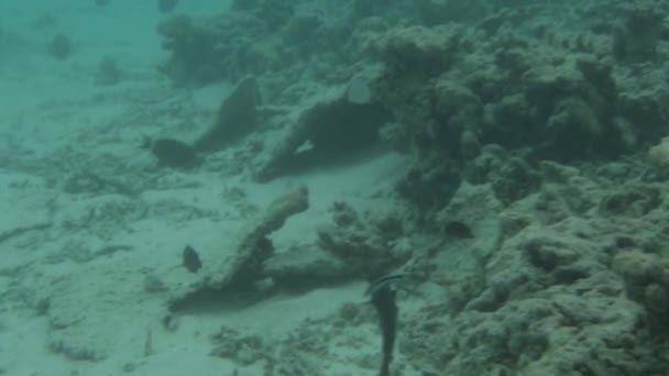 Lindo Mundo Subaquático Oceano Índico Maldivas Recifes Coral Mortos Pequenos — Vídeo de Stock