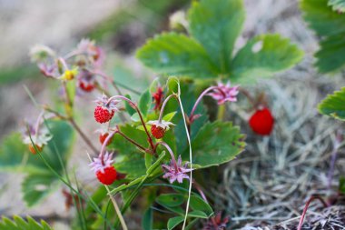 İzole edilmiş yabani çilek çalılarının güzel yakın görüntüsü. Kırmızı meyveler ve yeşil yapraklar. Güzel doğa arkaplanı.