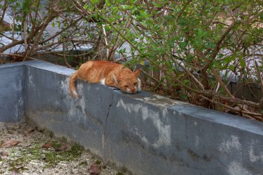Sıcak yaz gününde gri beton duvara döşeme şirin tembel kırmızı kedi. Muhteşem doğa arka plan. Maldivler, Hulhumalé şehir.