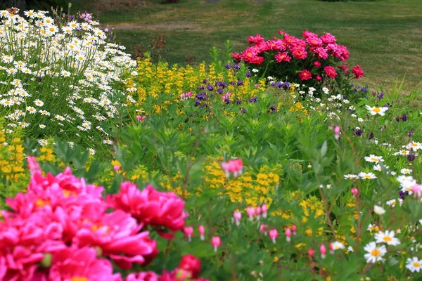 Gorgeous View Different Kind Flowers Grass Lawn Background Beautiful Nature — Stock Photo, Image