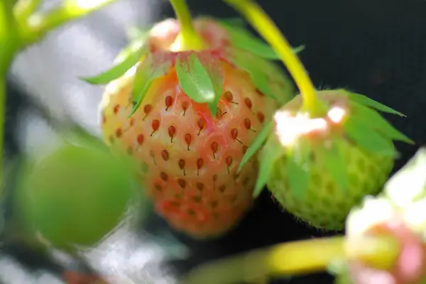 Schöne Nahaufnahme Der Grünen Erdbeere Die Rot Wird Schöne Natur — Stockfoto