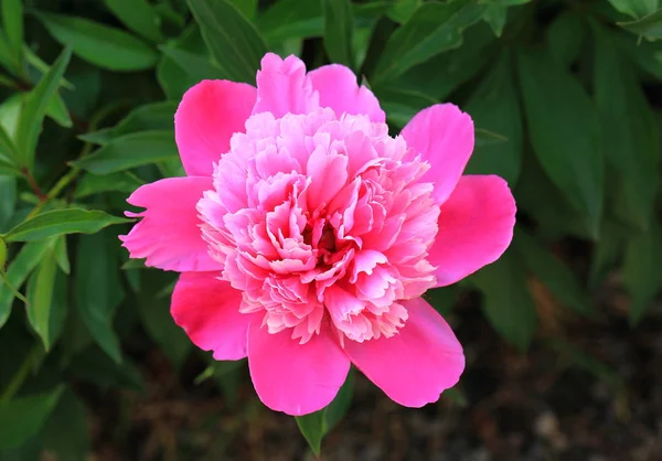 Linda Beleza Close Vista Flor Rosa Peônia Incrível Natureza Flor — Fotografia de Stock