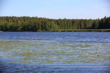 Muhteşem doğa manzara bir yaz gününde. Yeşil boyalar ve çim, ayna su yüzeyi ve mavi gökyüzü ile beyaz bulutlar. Şaşırtıcı doğa manzara arka plan. 