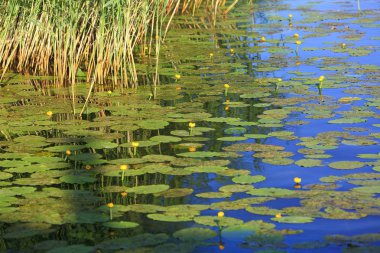 Koyu Mavi Göl su nilüferler ve yeşil saz ile güzel manzarasına günbatımı üzerinde. Muhteşem doğa manzara arka plan.