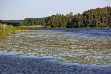 Doğal manzara muhteşem manzarası bir yaz gününde. Güzel göl nilüferler ve zemin üzerine yeşil orman ile. Güzel doğa arka plan.