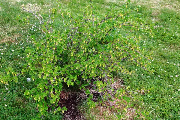 Yeşil Bektaşi üzümü Bush izole görünümü kapatın. Güzel doğa arka plan.