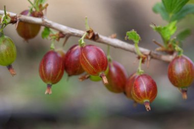 İzole kırmızı Bektaşi görünümünü kapatın. Makro görünümü. Güzel doğa arka plan.