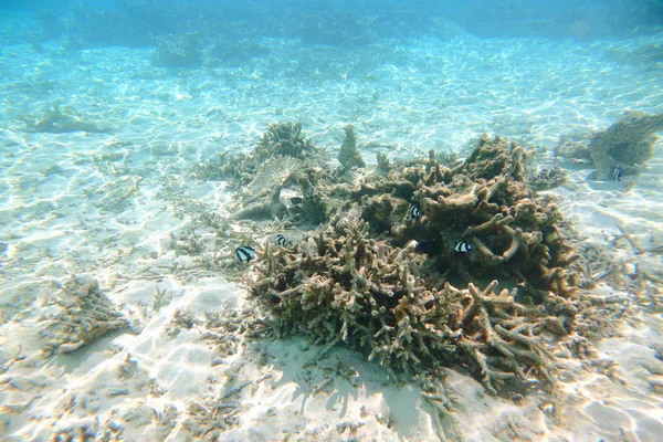 Vista Subaquática Recifes Coral Mortos Belos Peixes Snorkel Maldivas Oceano — Fotografia de Stock