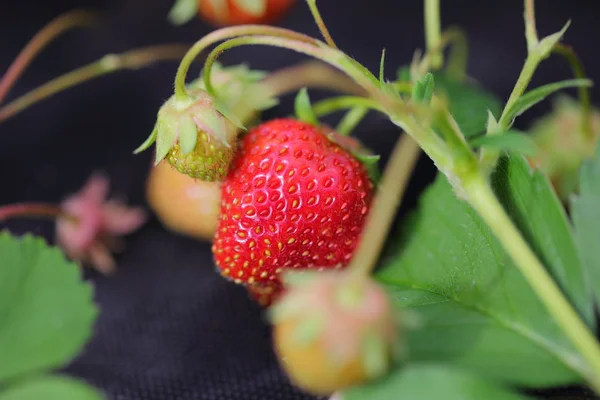 Nahaufnahme Von Erdbeeren Isoliert Weiß Und Rot Fokus Schöne Natur — Stockfoto