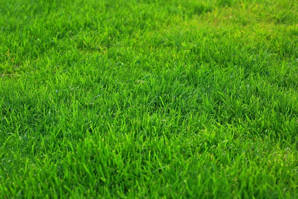 Закрыть Вид Зеленую Траву Зеленая Текстура Фон Красивый Зеленый Фон — стоковое фото