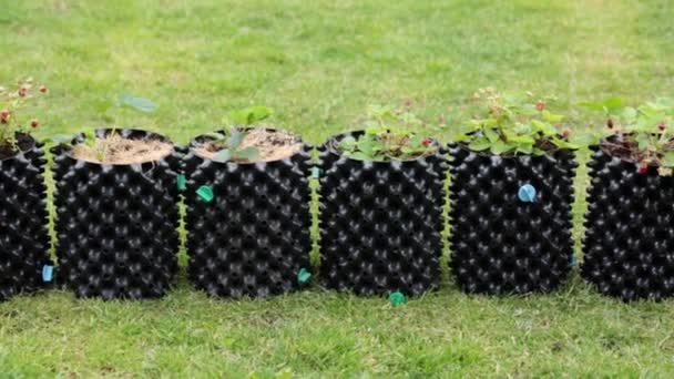 Vue Fraises Sauvages Plantées Dans Des Pots Air Plastique Concept — Video