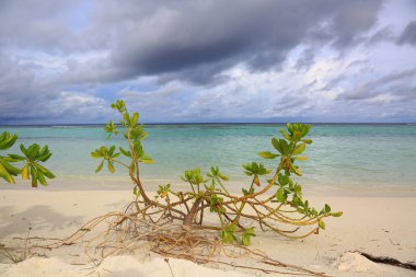 Güzel manzara, yeşil bitki ve turkuaz su beyaz kum plaj sahil şeridine ve mavi gökyüzü beyaz bulutlar arka plan ile. Maldivler, Hint Okyanusu.