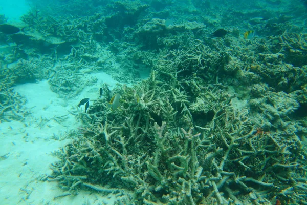 Fantastiska Undervattensvärlden Visa Blått Vatten Vit Sand Och Döda Korallrev — Stockfoto