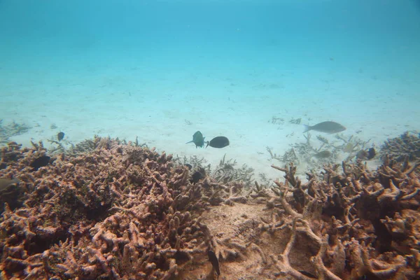 Sualtı görünümü ölü mercan resifleri ve güzel balıklar. Snorkeling. Maldivler, Hint Okyanusu.