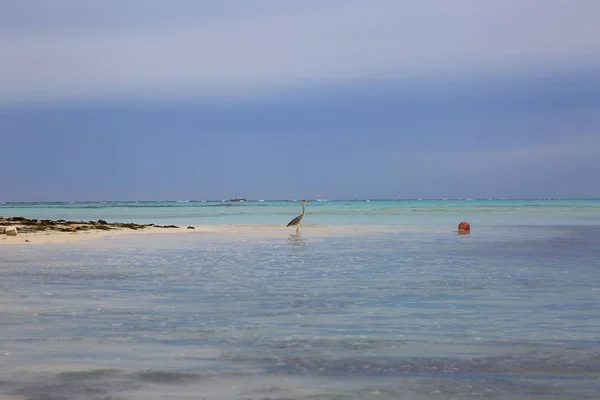 Bela Natureza Paisagem Tropical Vista Maldivas Oceano Índico Ave Solitária — Fotografia de Stock