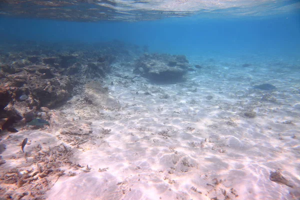 Onderwater Uitzicht Tijdens Het Snorkelen Maldiven Indische Oceaan Achtergrond Van — Stockfoto