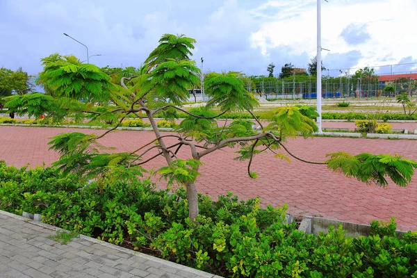 Úžasné Zelené Stromy Rostliny Parku Maledivy Hulhumale Modrá Obloha Mraky — Stock fotografie