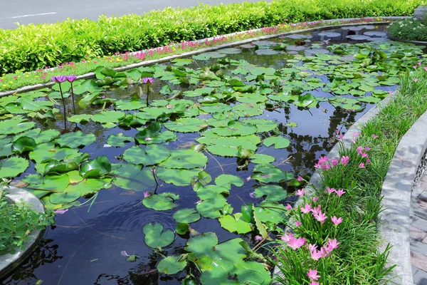 Bela Vista Lagoa Parque Com Plantas Aquáticas Flores Maldivas Ilha — Fotografia de Stock