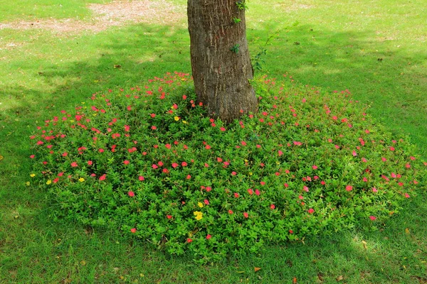 Вид Красивое Украшение Цветами Окружает Дерево Парке Мальдивы Хулумале Красивый — стоковое фото