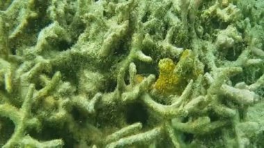 Ölü mercan resifleri sualtı manzarası. Hint Okyanusu, Maldivler'de snorkeling. 