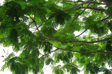 Muhteşem görünümü üzerinde yeşil ağaç gökyüzüne bırakır. Güzel yeşil arka plan / doku.