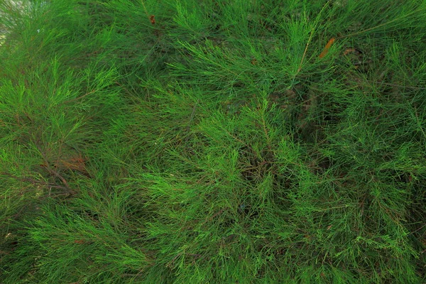 美しい緑のテクスチャ 背景の緑の植物 — ストック写真