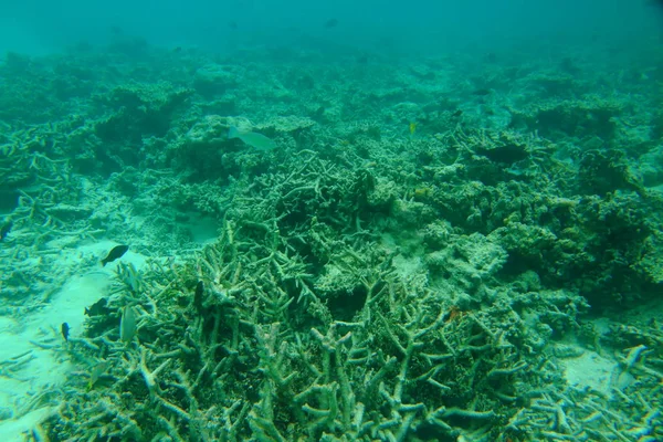 Vacker Utsikt Över Döda Korallrev Undervattensvärlden Maldiverna Indiska Oceanen Snorkling — Stockfoto