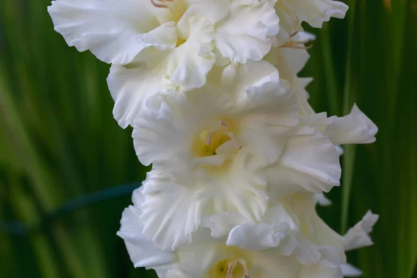 Vista Vicino Splendido Fiore Gladiolo Bianco Isolato Sfondo Foglie Verdi — Foto Stock