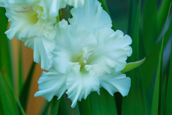 Vista Vicino Splendido Fiore Gladiolo Bianco Isolato Sfondo Foglie Verdi — Foto Stock