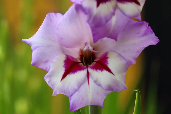 Top View Gorgeous Purple Gladiolus Flower Isolated Background Green Leaves — Stock Photo, Image
