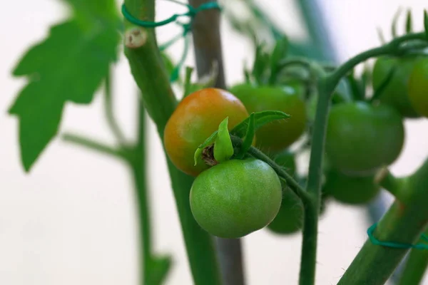 Vue Macro Rapprochée Des Tomates Cerises Devenant Matures Concept Alimentation — Photo