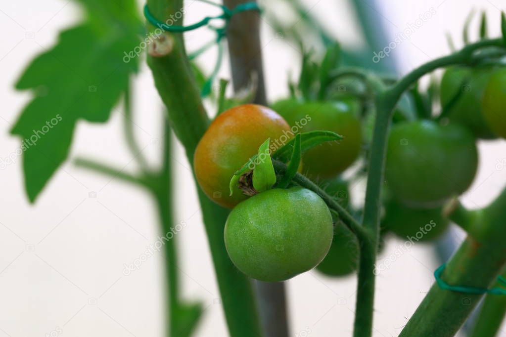 Close up macro view of cherry tomatos getting mature. Healthy food concept. Beautiful nature background.