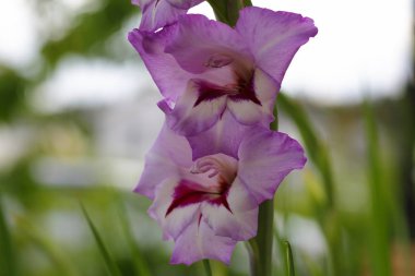 Üstten görünüm yeşil yaprakları bir arka plan karşı izole bir muhteşem mor Glayöl çiçek. Güzel arka planlar.