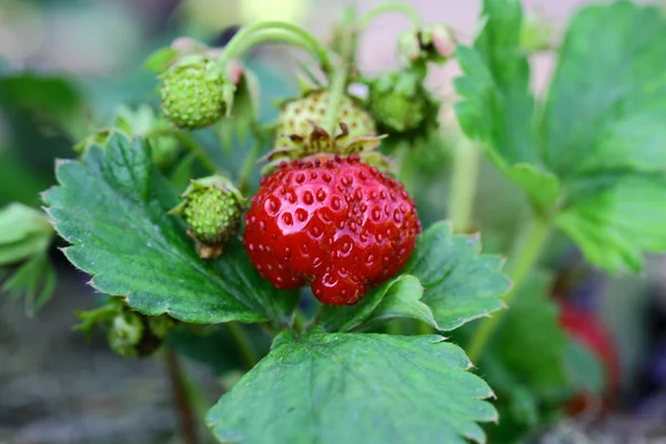 Nahaufnahme Von Erdbeeren Isoliert Weiß Und Rot Fokus Schöne Natur — Stockfoto
