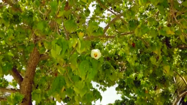 Bella Vista Dell Albero Tropicale Verde Con Cortometraggio Fiori Bianchi — Video Stock