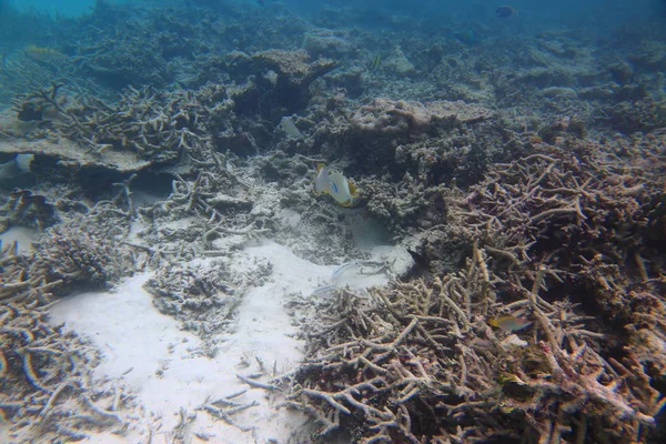 Herrlicher Blick Auf Die Unterwasserwelt Schnorcheln Malediven Indischer Ozean Tote — Stockfoto