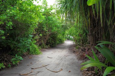 Yeşil tropikal ormanda beyaz kum yolu görünümünü. Yeşil palmiye ağaçları ve gri gökyüzü arka plan üzerinde yeşil bitkiler.