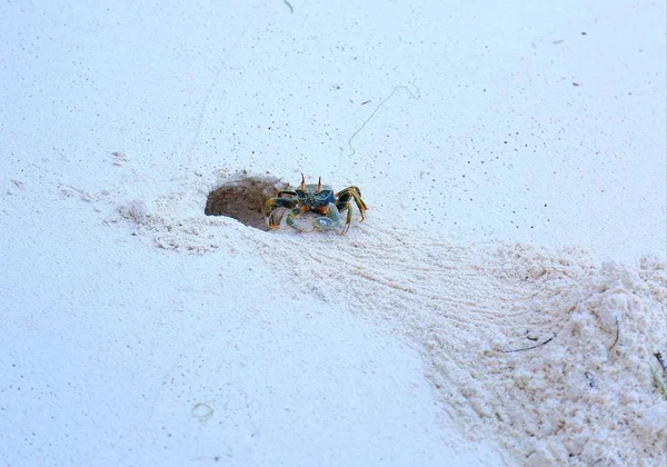 Lindo Caranguejo Bonito Está Trabalhando Duro Com Areia Maldivas Bela — Fotografia de Stock