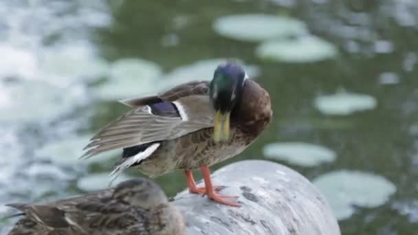 Dwa Śliczne Kolorowe Kaczki Pobliżu Rzeki Śpi Jest Czujny Piękna — Wideo stockowe