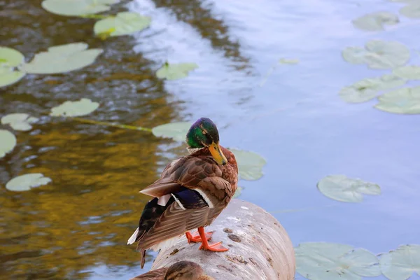 Closeup view of cute duck isolated on water surface background. Beautiful nature backgrounds.