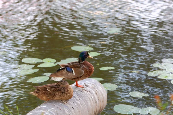 Closeup view of two cute ducks isolated on water surface background. Beautiful nature backgrounds.