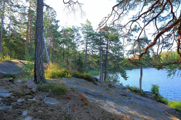 岩の上に背の高い木々 の緑を通して湖の美しい景色 豪華な自然の風景の背景 スウェーデン ヨーロッパ — ストック写真