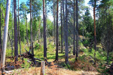 Yaz gününde güzel manzara orman. Güzel doğa manzara arka planları. 