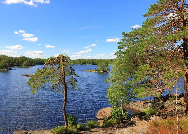 美しい自然風景を見る ロッキー海岸暗い青湖水と青い空を背景に緑の松の木 スウェーデン ヨーロッパ 美しい背景 — ストック写真