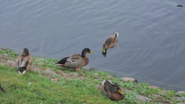 川の近くのアヒルのグループのビューを閉じます 鳥のコンセプトです 美しい自然の背景 — ストック動画