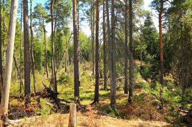 Güzel manzara orman bölümü. Uzun boylu ağaçlar ve mavi gökyüzü arka plan üzerinde yeşil bitkiler. Güzel doğa manzara arka planları. İsveç, Europe.