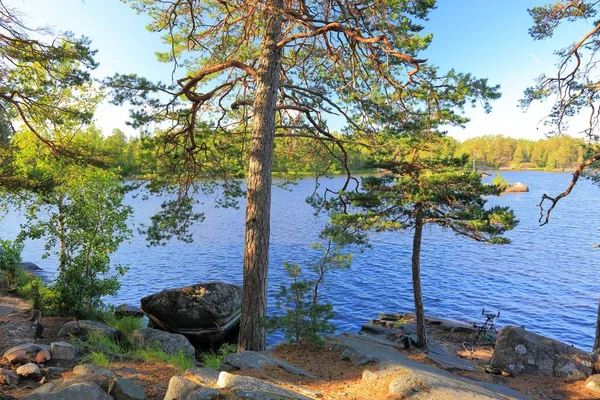 Vacker Natur Liggande Höga Tallar Klippiga Kusten Mörk Blå Sjön — Stockfoto
