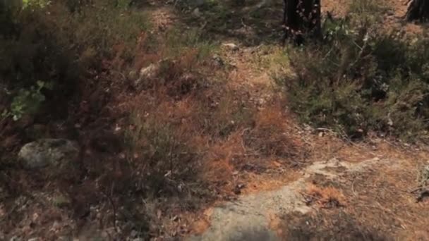 Hermoso Camino Lago Típico Bosque Escandinavo Suelo Rocoso Plantas Verdes — Vídeo de stock